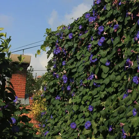 Daire With Wifi - 8581 *