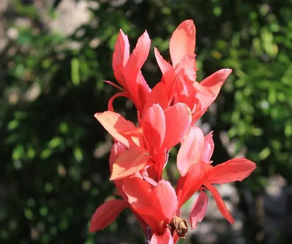 شقة With Wifi - 8581 *